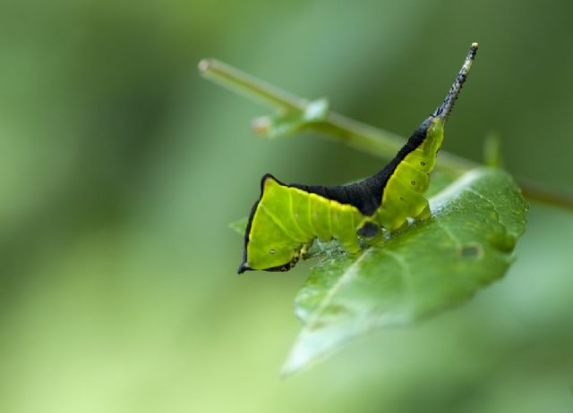 Conferma bruco Cerura vinula